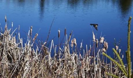 Wastewater Becomes a Wetland Wonder - Western Acres, Prince George, BC